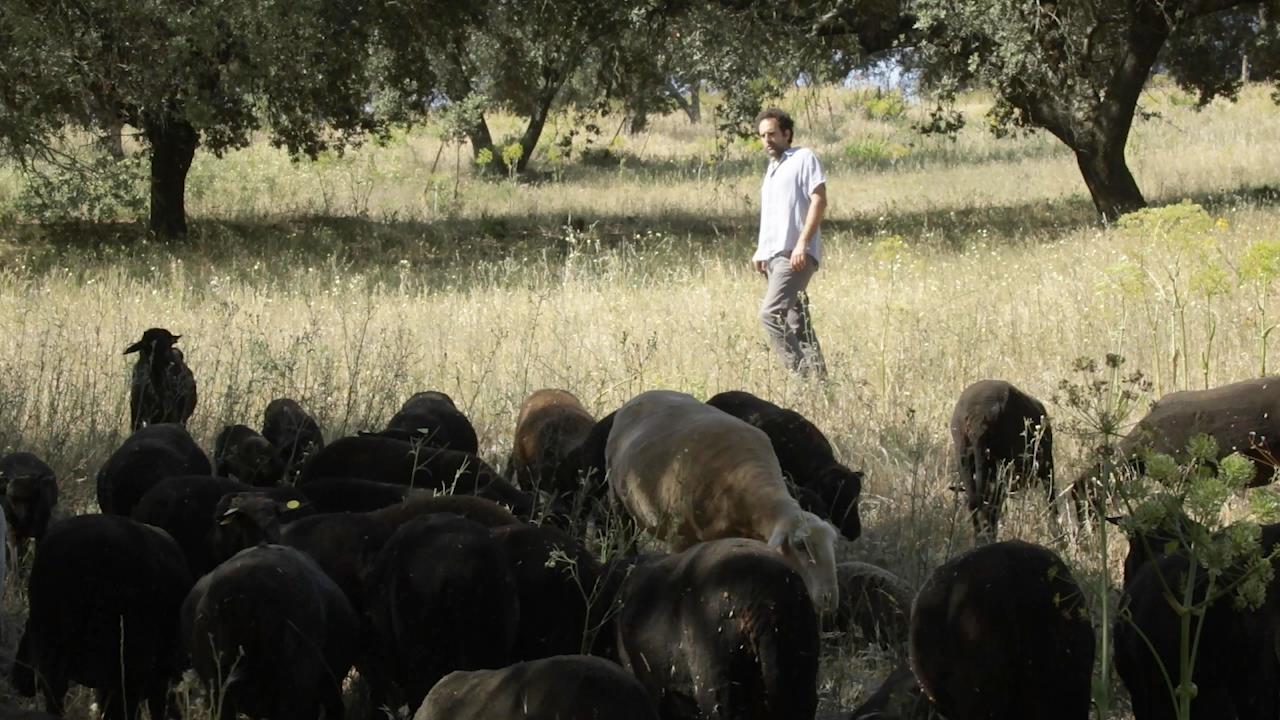 ovino ecológico