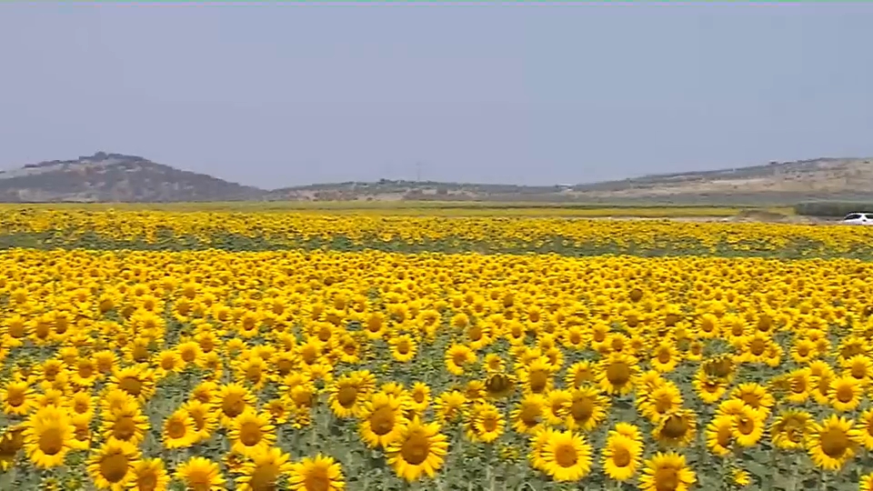 Girasoles en las Vegas Altas