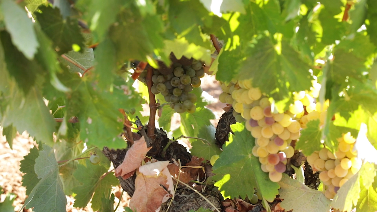 PARRAS CON UVAS
