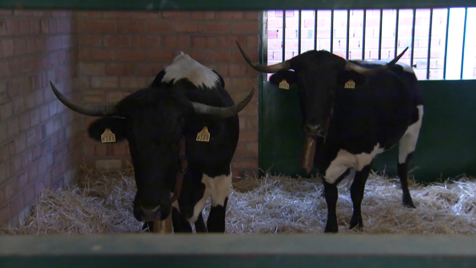 Primeros animales en Zafra