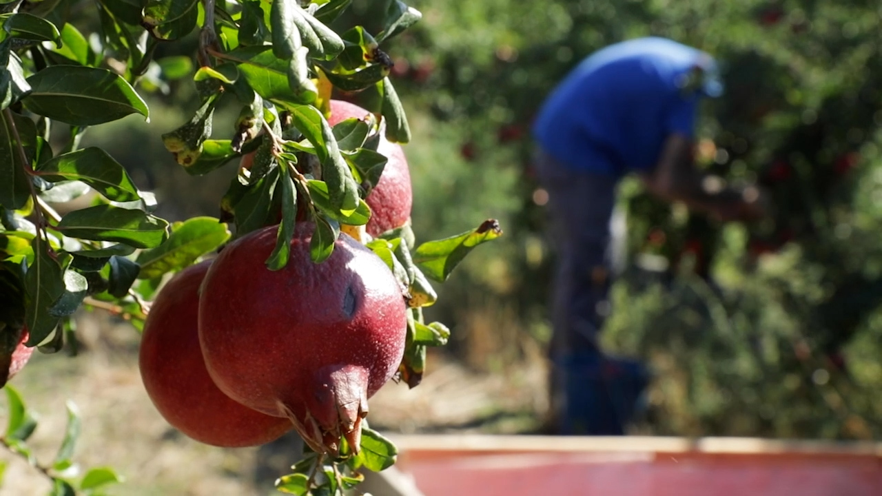 Granados con fruta