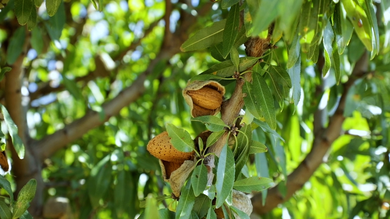 Ramas de un almendro 