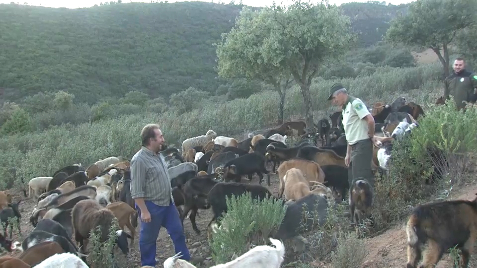 Cabras antiincendios