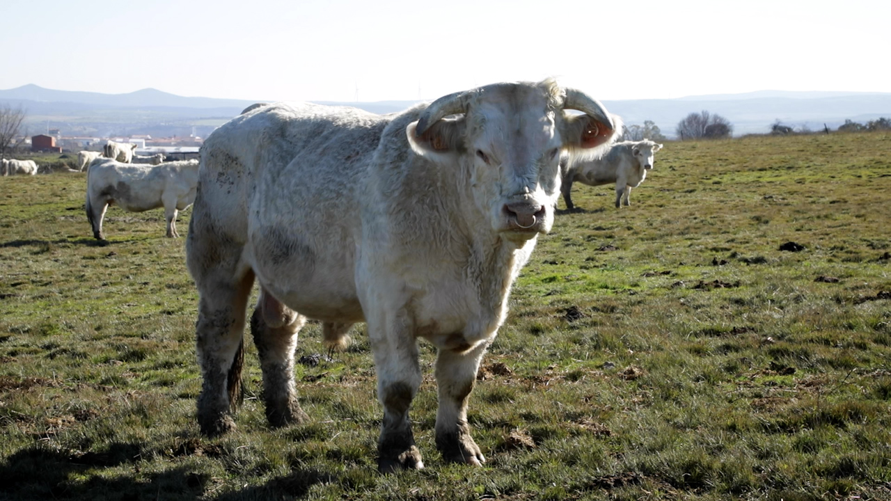 Una vaca charolesa en el campo