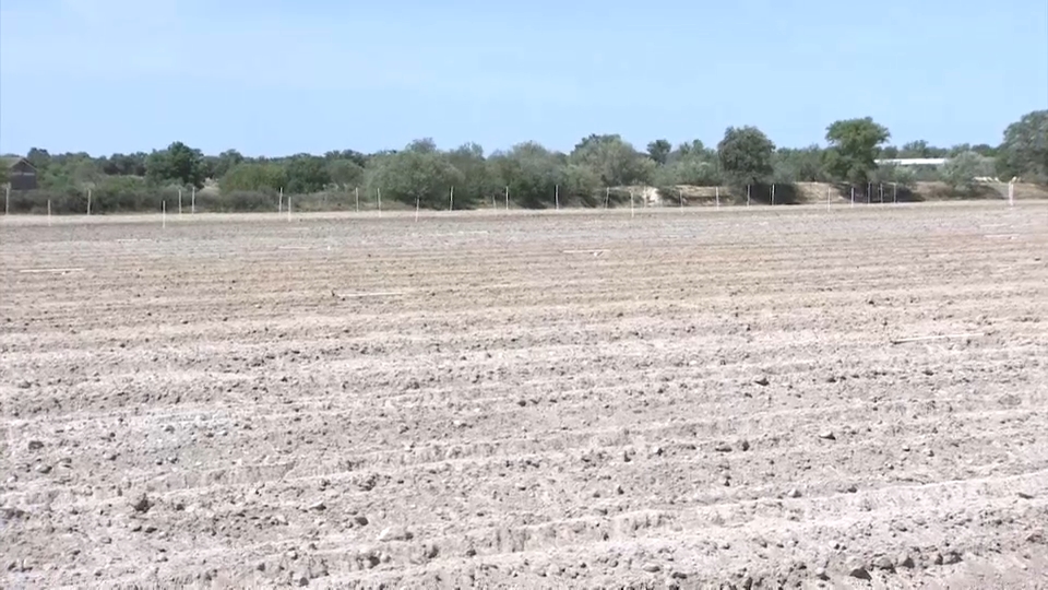 Parcela destinada al cultivo de cáñamo