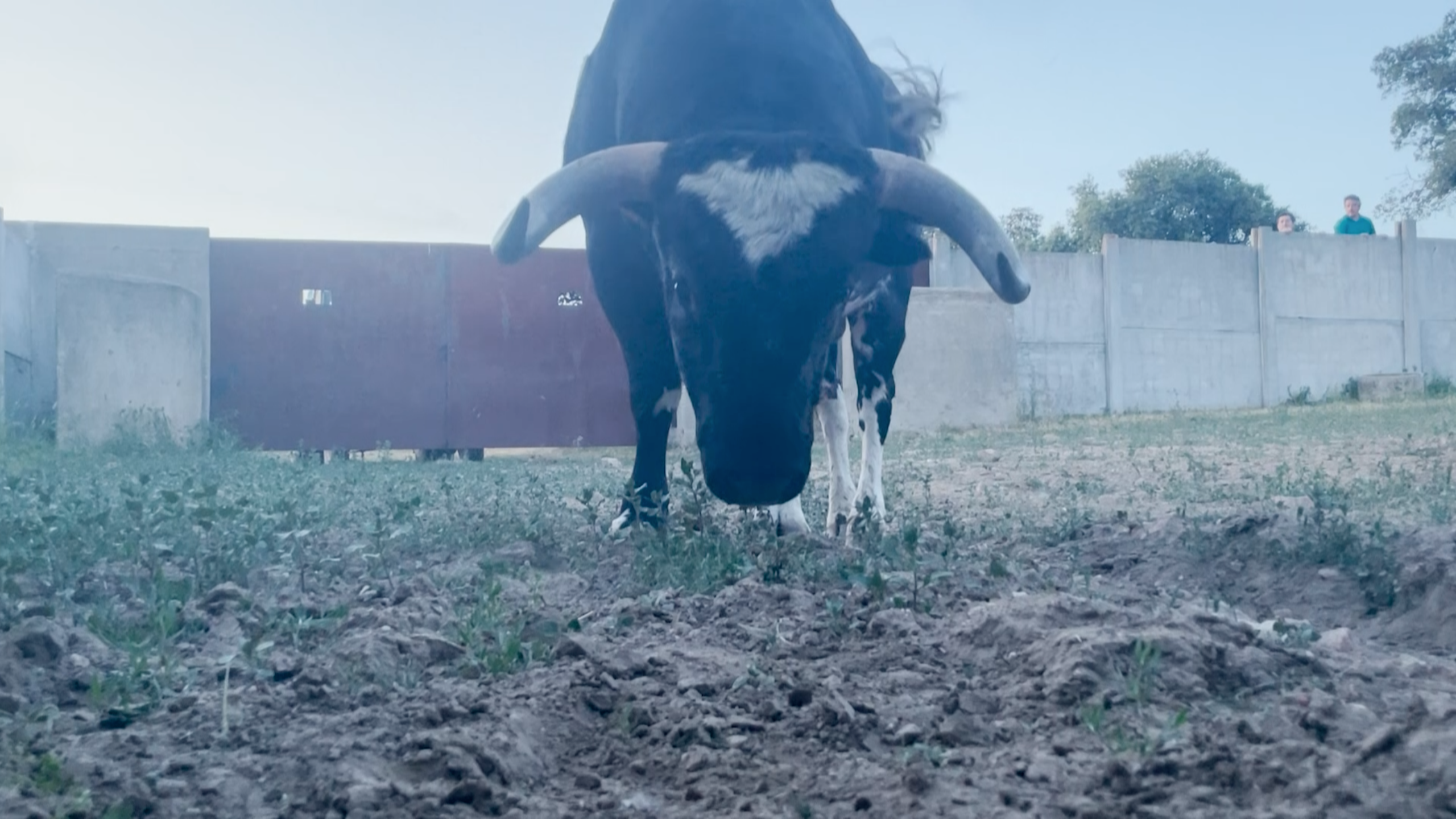 Cidron Rondo Barcial Novillos encierro Ganadería Tierra de Toros Canal Extremadura