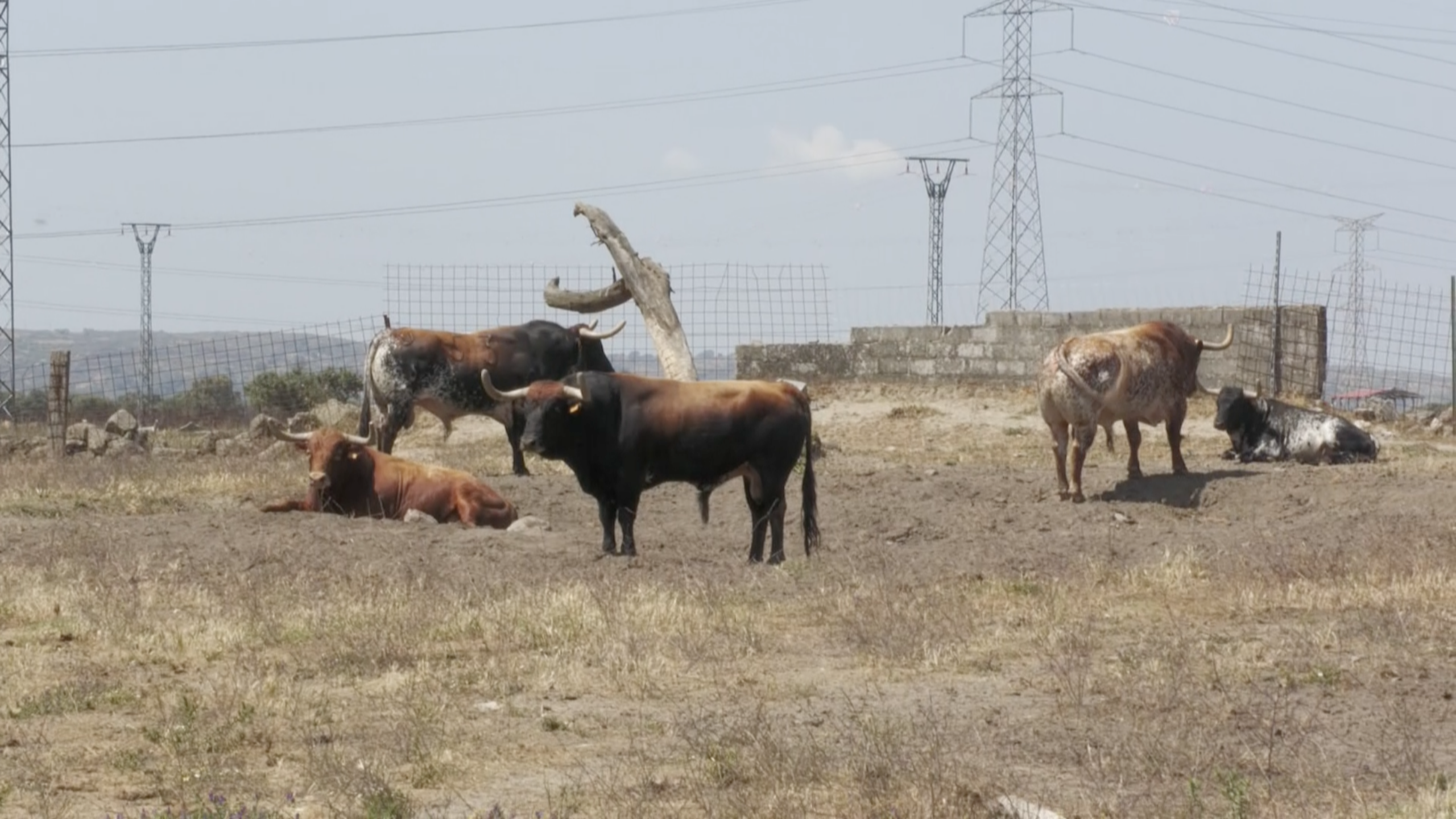 Peñajara Ceret Toros Capas Jijona Torviscoso Tierra de Toros canal Extremadura