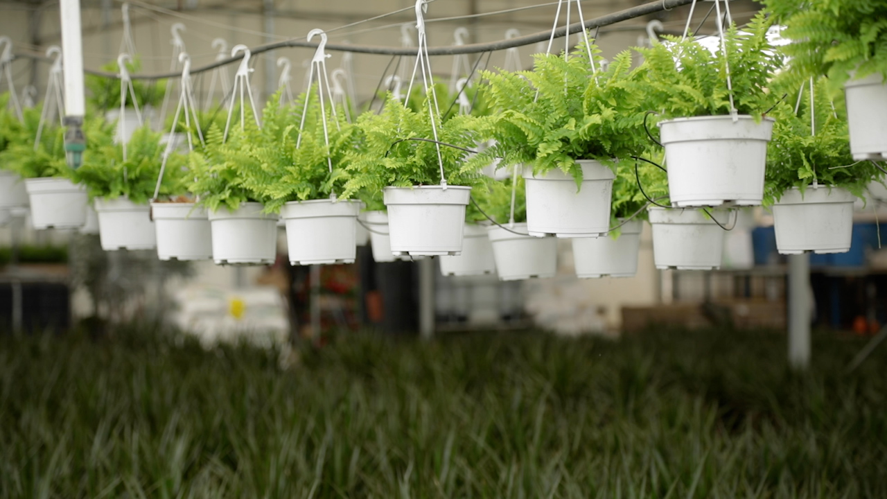 Plantas en el interior de un invernadero