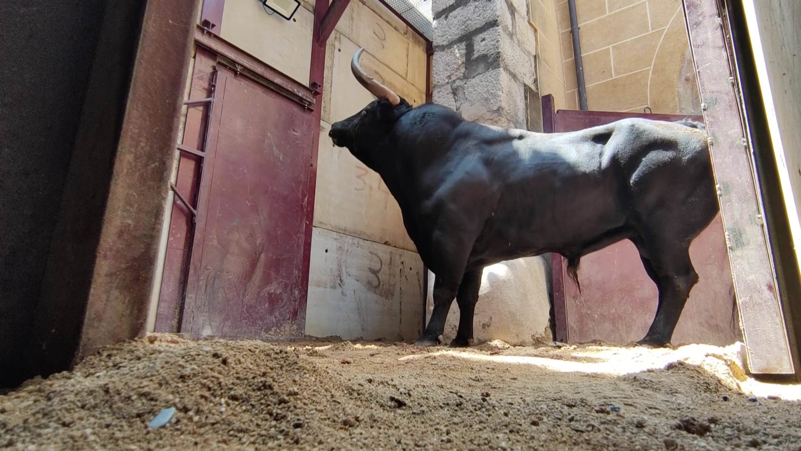 Toril San Juan Coria Sanjuanes Toro Marca Desembarque Encierro Plaza Calle Tierra de Toros Canal EXtremadura 