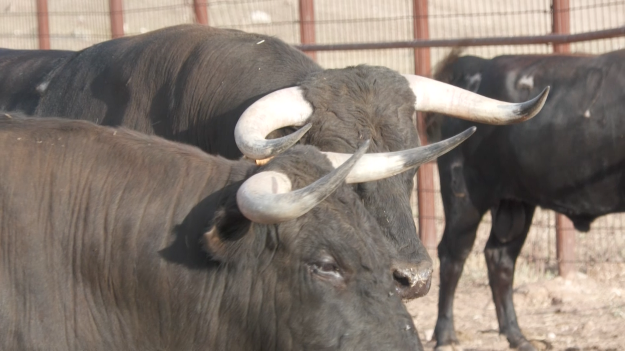Novillos Ganadería Antonio Román Encierros Moraleja San Buenaventura Novillada Jose Rojo Mestaceño Tierra de Toros Canal Extremadura
