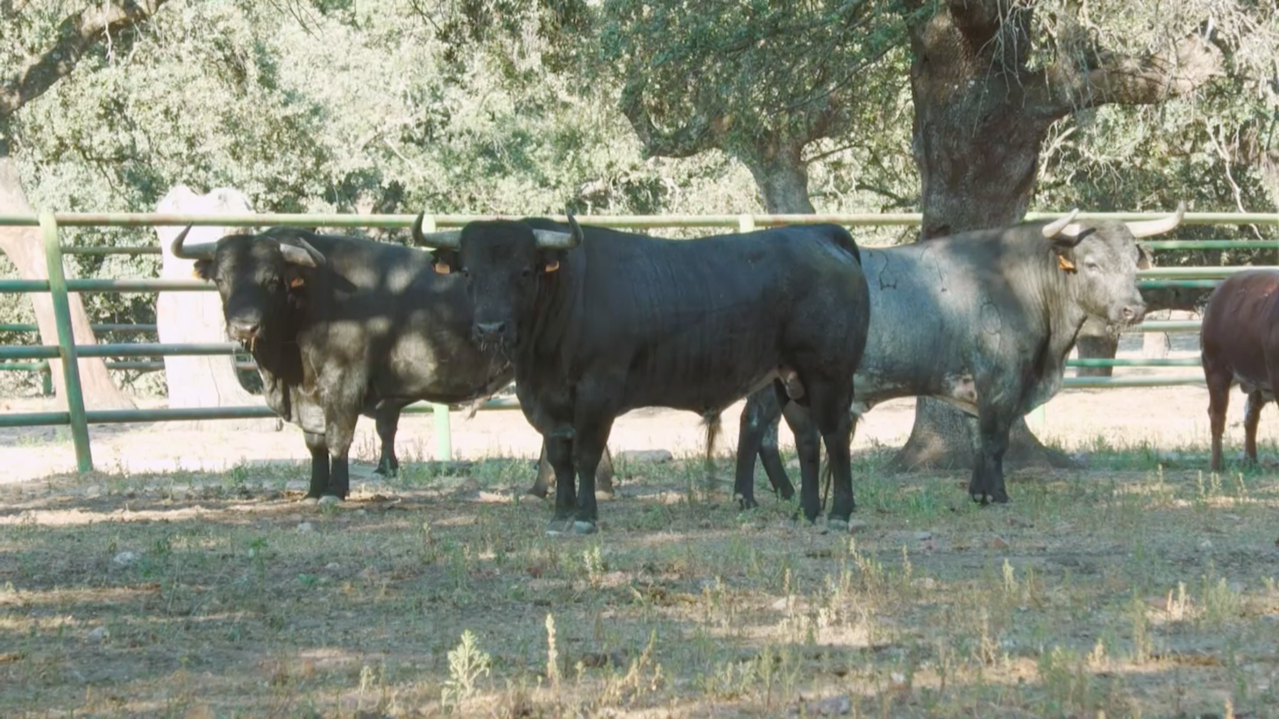 Toros Pablo Mayoral Mara Mayoral Ganaderia Monfragüe Parque Nacional Cárdenos Grises Tierra de Toros canal Extremadura