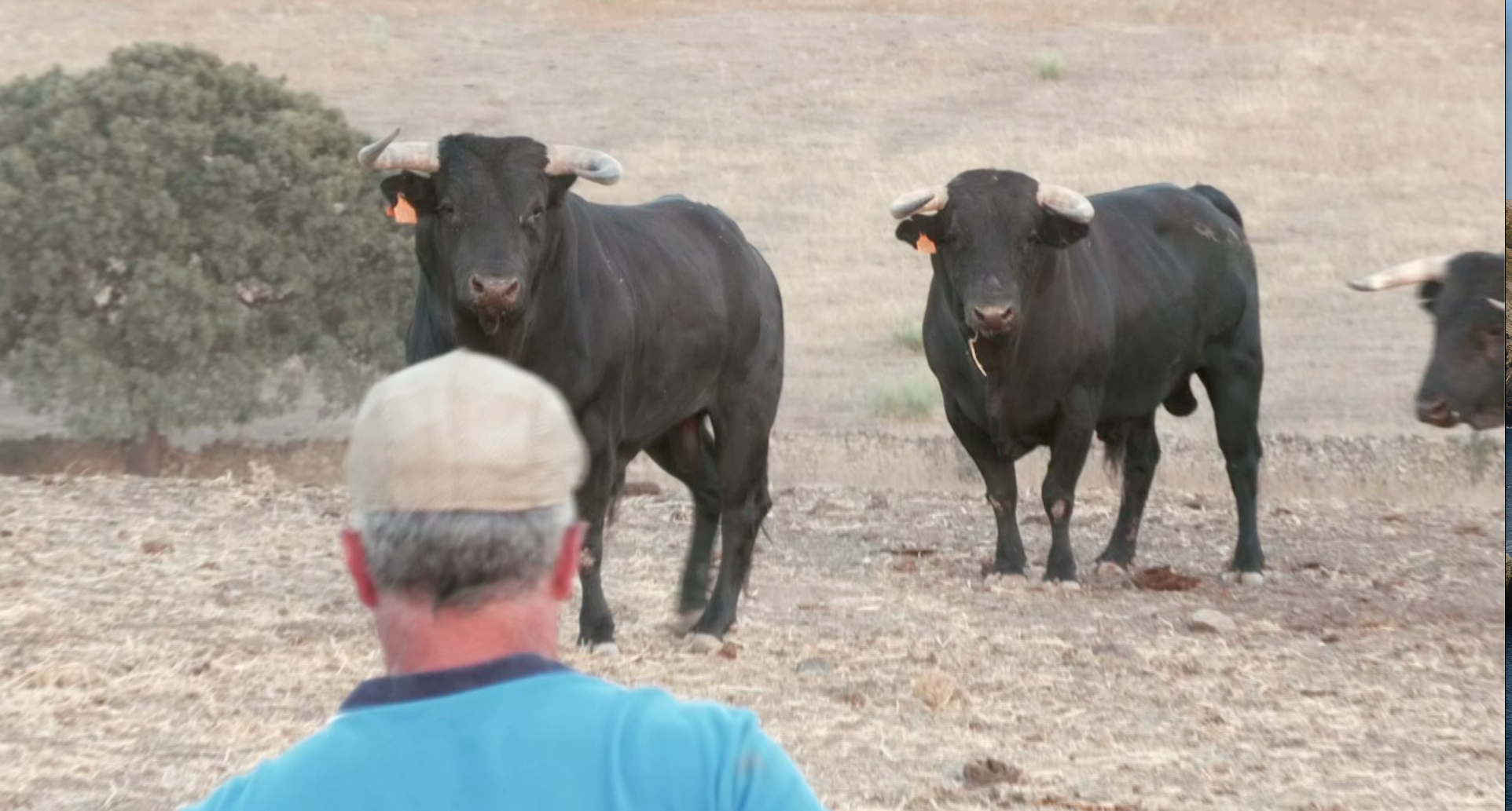 Toros Almendralejo La Brevera Ganadería Luis Albarrán Tierra de Toros Canal Extremadura