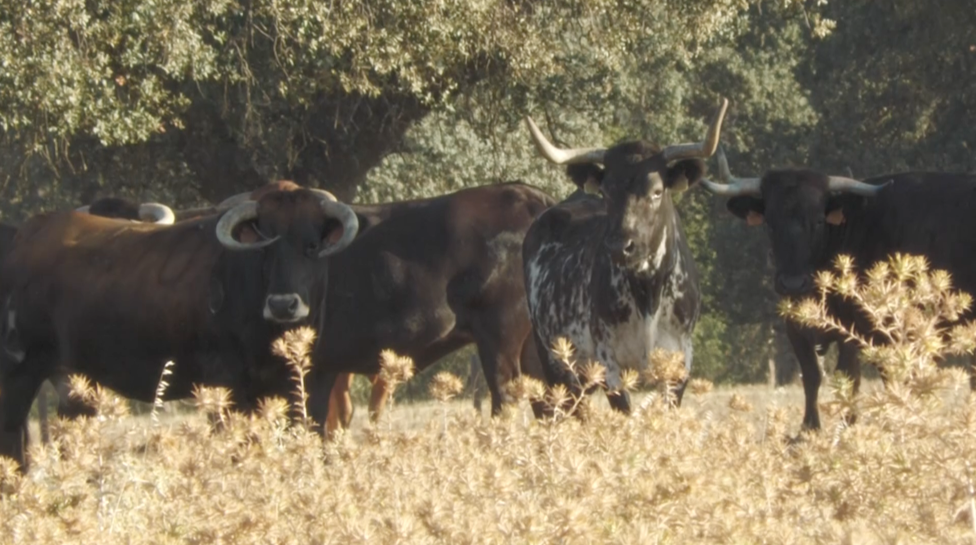 Vacas brava Juan Manuel Criado Coto Mayor de Vera Ganadería Tierra de Toros Canal Extremadura Juan Bazaga