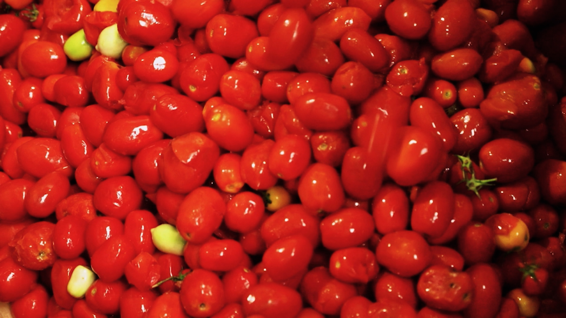 Tomate de industria