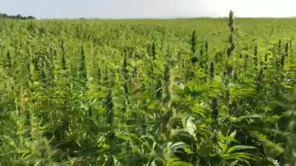 Cultivo de cáñamo