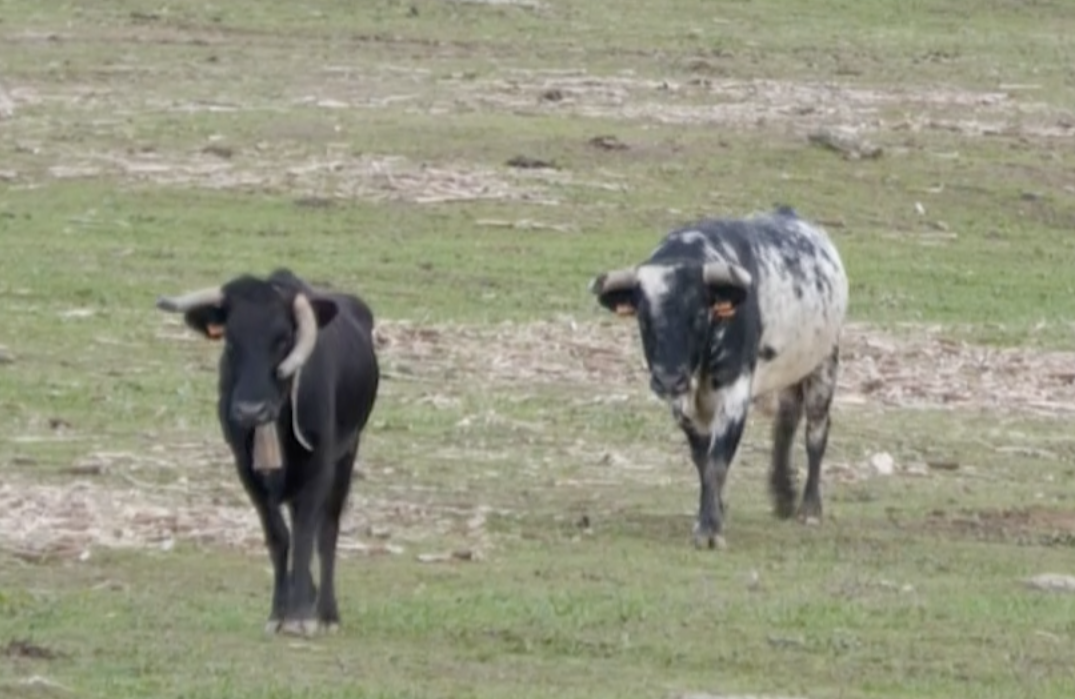 Pésimo, Semental, Ganadería José Luis Cochicho, Alcalate, Vilaviçosa, Portugal, Toro Bravo, Tierra de Toros, Canal Extremadura