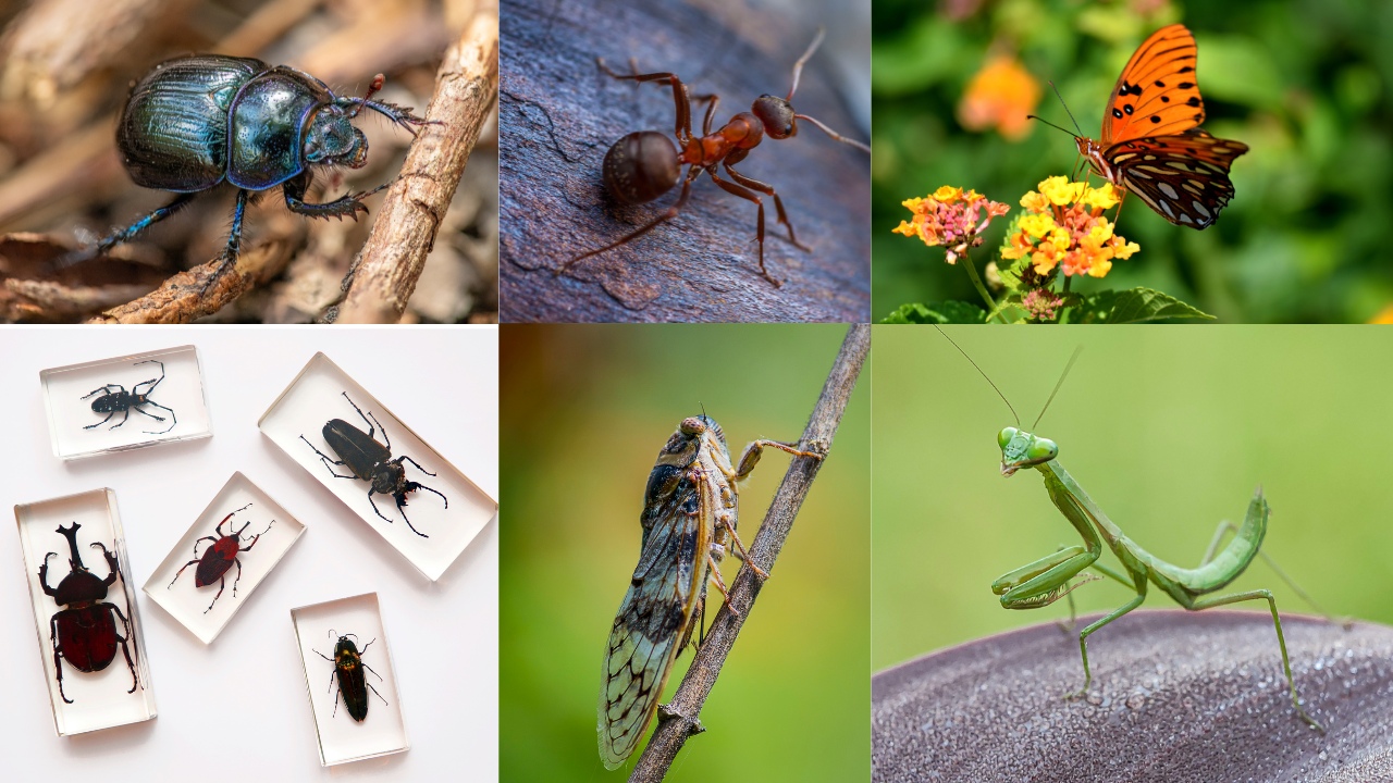 INSECTOS