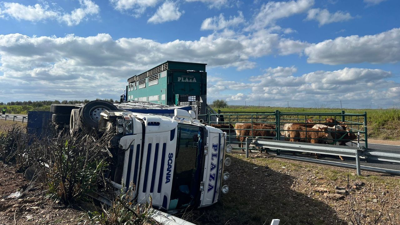 Algunas vacas en la autovía tras el vuelco del camión