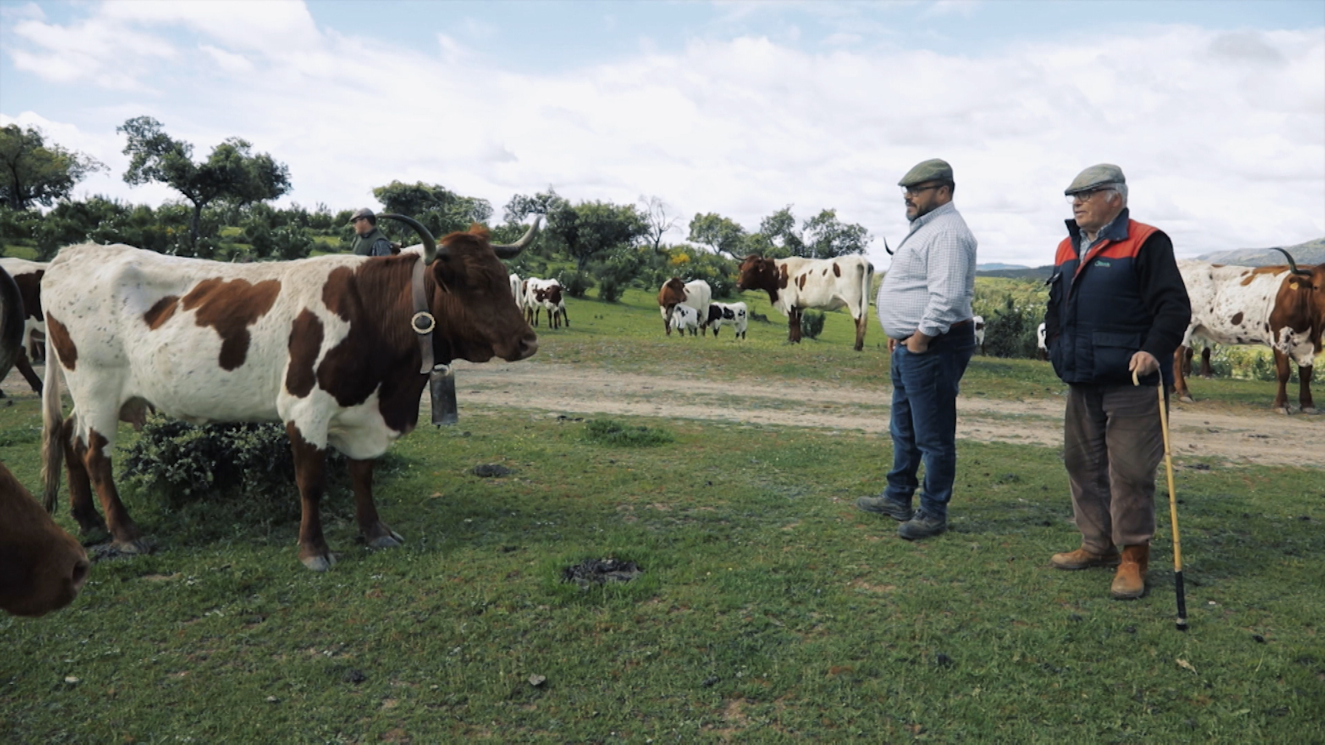 Ganaderos en el campo con sus vacas