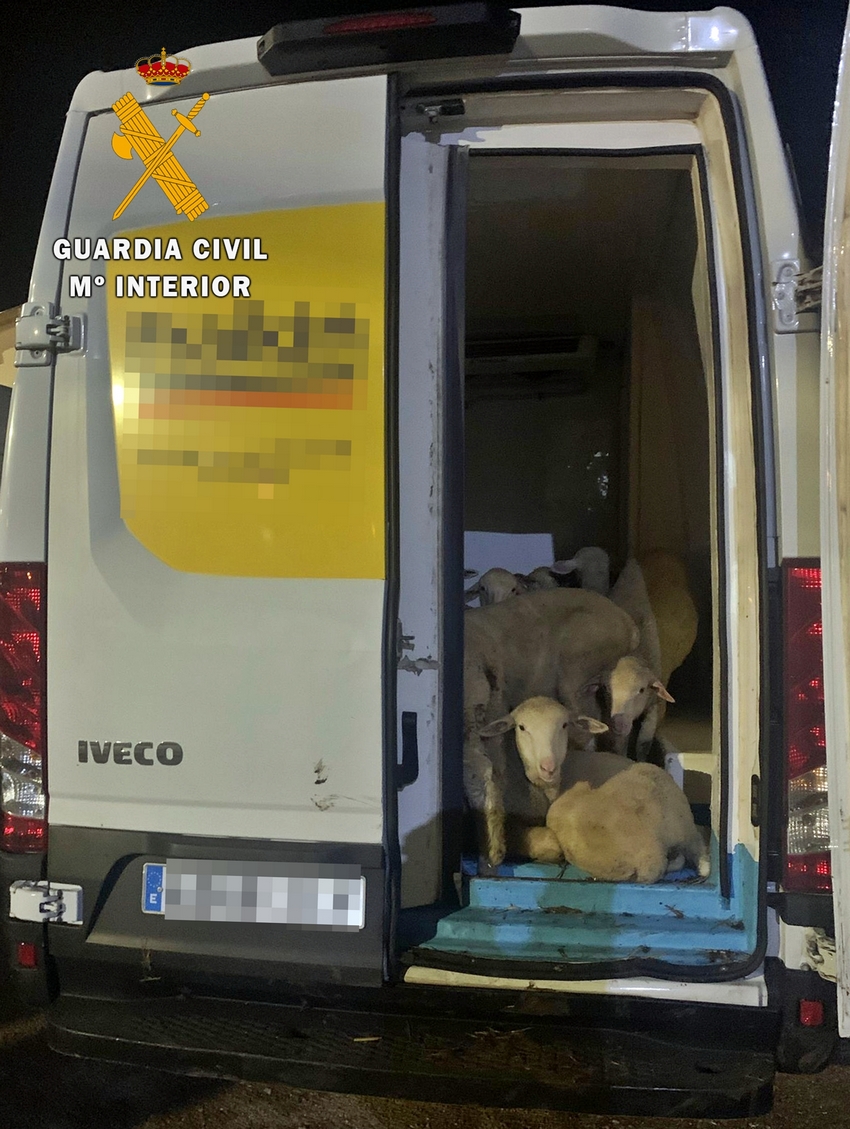 Furgoneta con los corderos robados