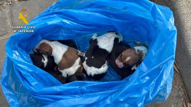 Perros abandonados