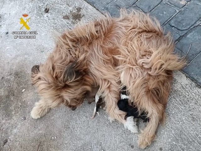 Perros abandonados