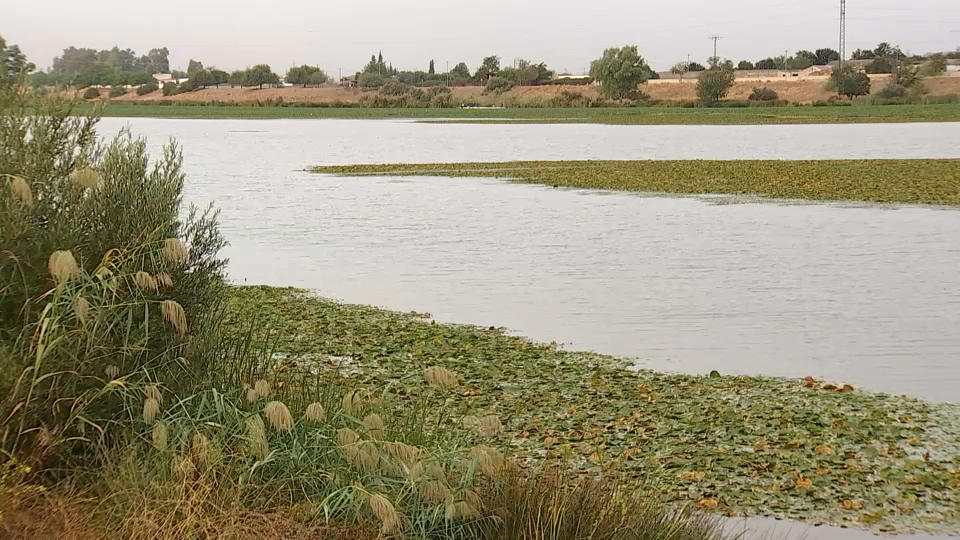 El inicio de las obras para erradicar el nenúfar del Guadiana se mantiene en otoño con un importe de 6,5 millones