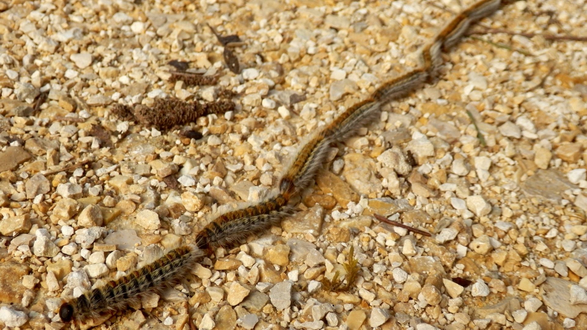 ORUGA