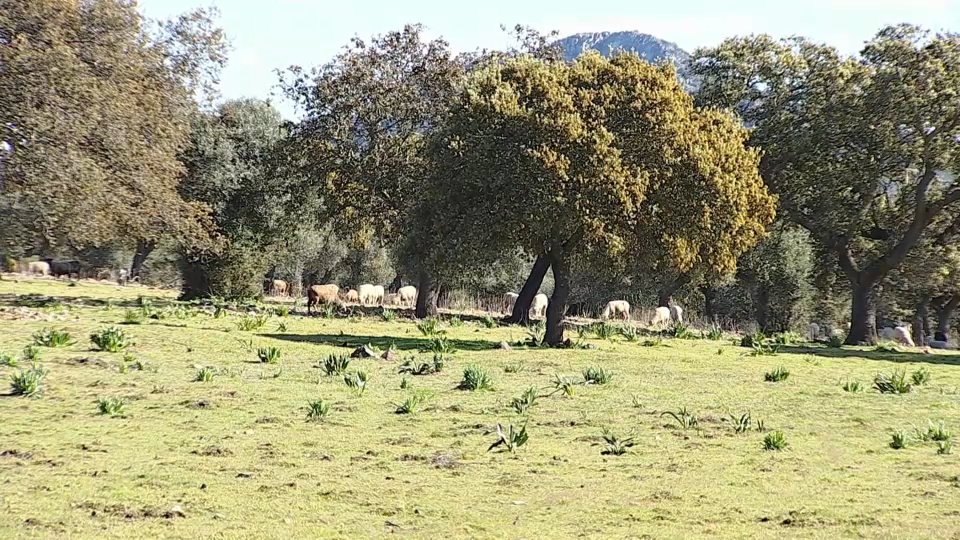 El proyecto Carbogán busca averiguar qué forma de pastoreo consigue más carbono orgánico y, por lo tanto, más biomasa.