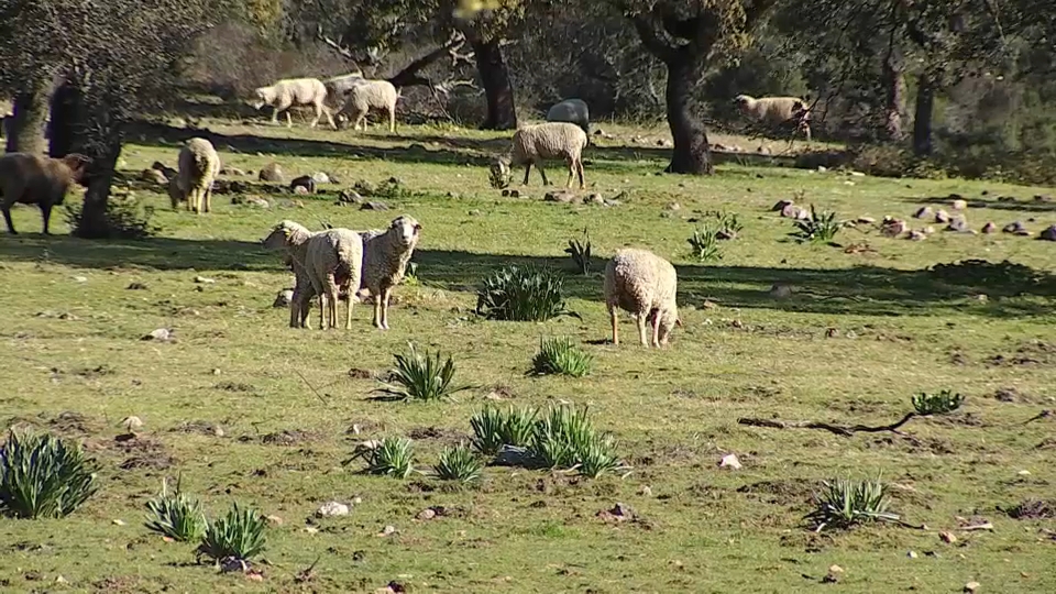 El proyecto Carbogán busca averiguar qué forma de pastoreo consigue más carbono orgánico y, por lo tanto, más biomasa.