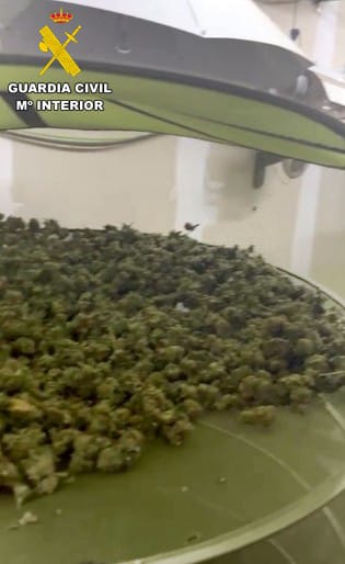 marihuana