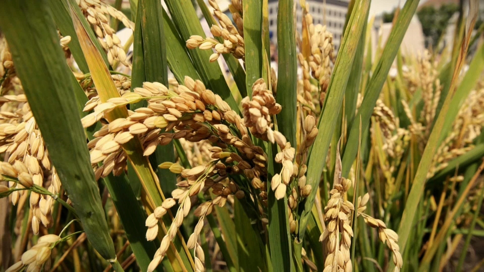 Arroz