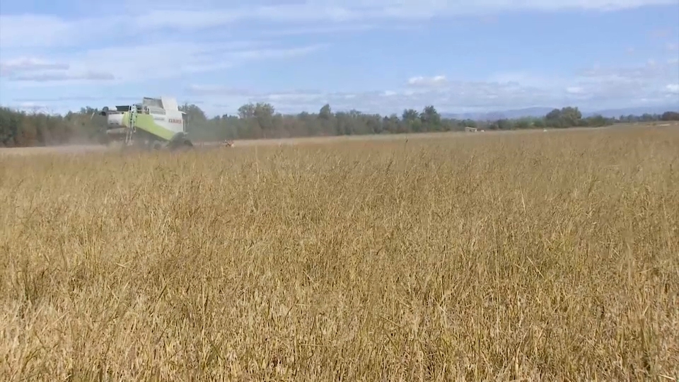 En el campo los agricultores están inmersos en la campaña del arroz. La Unión de Agricultores y Ganaderos de Extremadura calcula que este año se han sembrado 19.300 hectáreas y esperan recoger hasta 144 millones de kilos.  Mejor campaña que la anterior Llegan los primeros camiones a la cooperativas extremeñas cargados de arroz. La campaña ha empezado con muy buenas perspectivas. Se prevé mayor cosecha que la del pasado año. Ha llovido más, hay más superficie y por ello se auguran buenas cifras&nbsp;  Con la vista puesta en los precios&nbsp; En el campo también valoran de manera positiva la cosecha, en una campaña ya sin restricciones de agua y donde por fin han sembrado el 100% de la superficie.&nbsp;Sin embargo, al hablar de precios, la perspectiva es otra, pues la competencia que ejercen terceros países tiene en vilo a los agricultores. Aseguran que su objetivo es garantizar la rentabilidad de este cultivo para que el arroz tenga futuro en nuestra región.&nbsp;