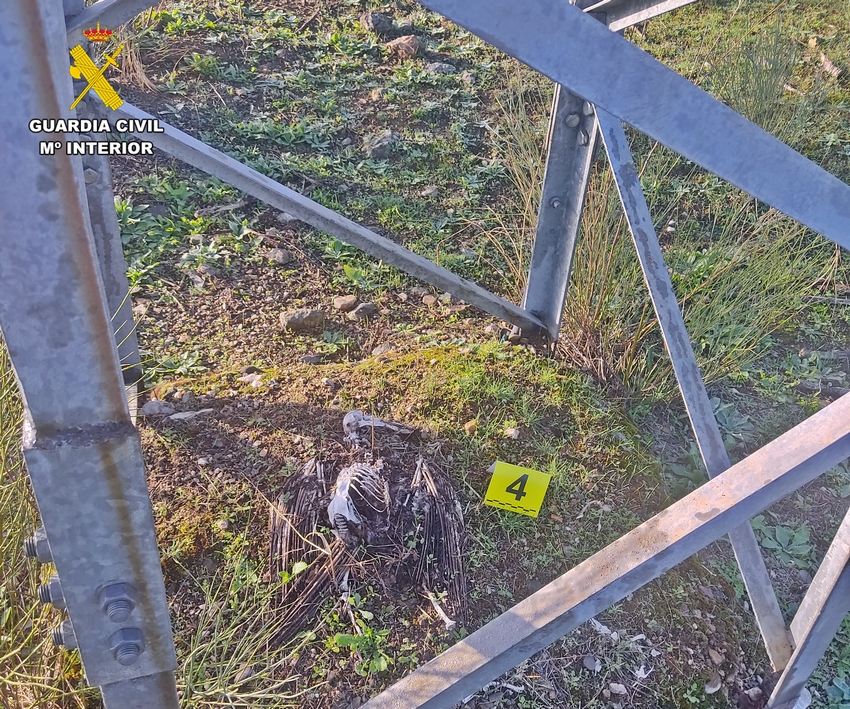 Inspección de ave electrocutada