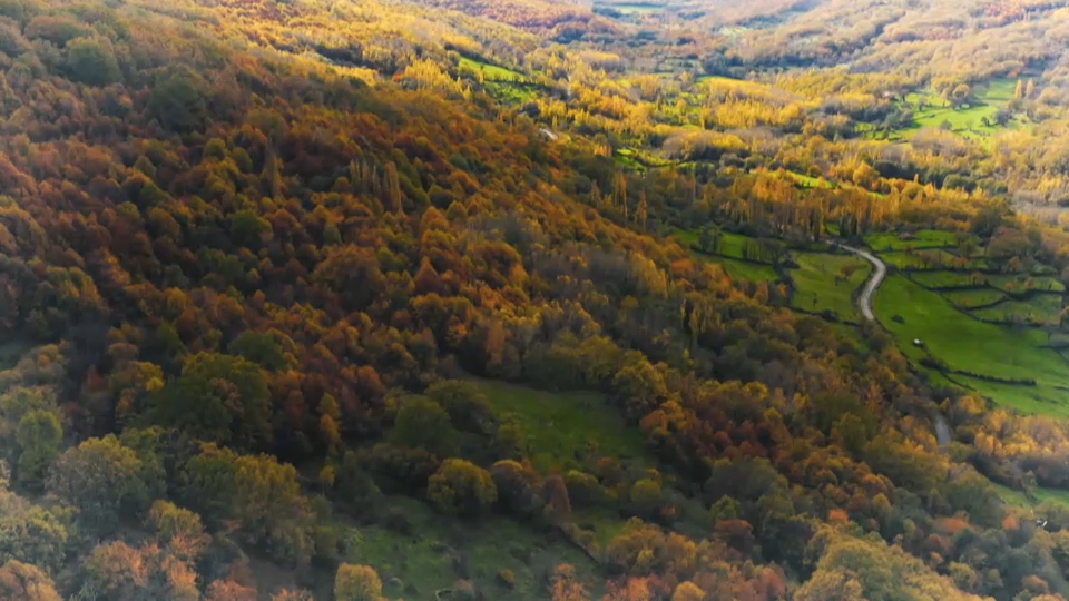 Bosque de castaños
