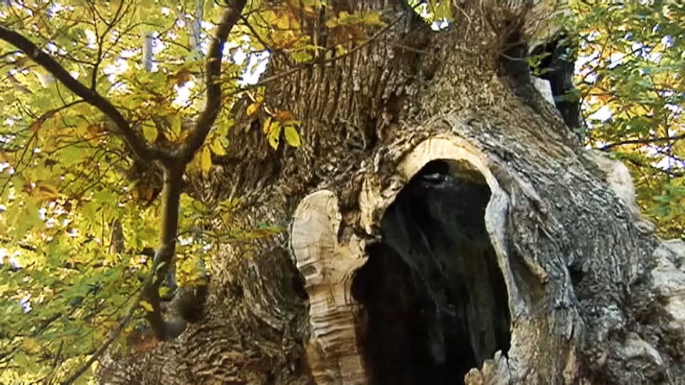 Castaño en el Valle del Ambroz