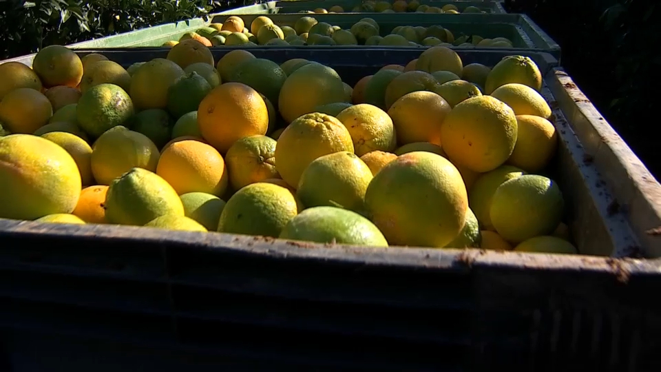 Naranja de Montijo