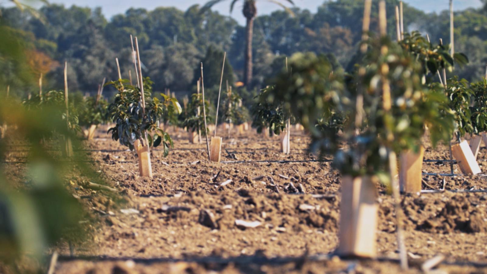 Finca en la que se aplica agricultura orgánica
