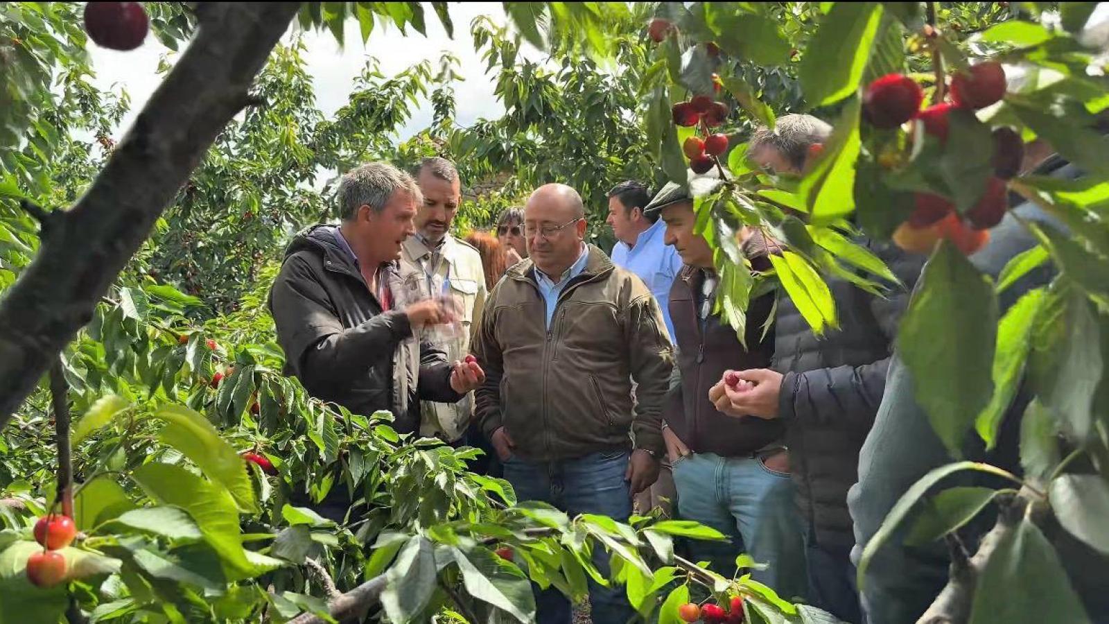 DAÑOS CEREZA