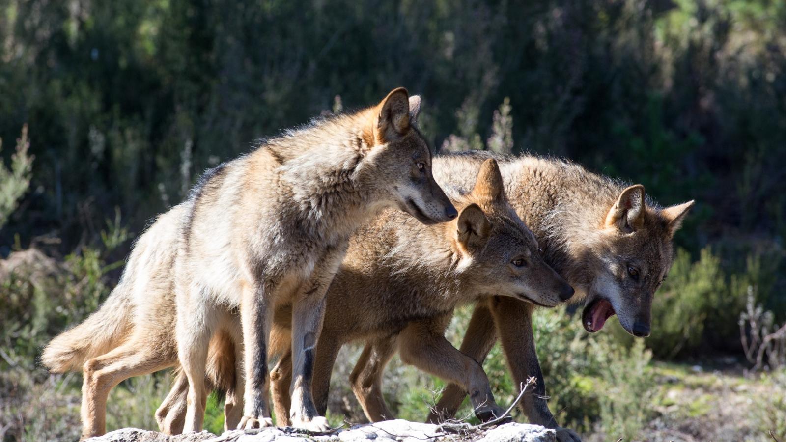 LOBOS