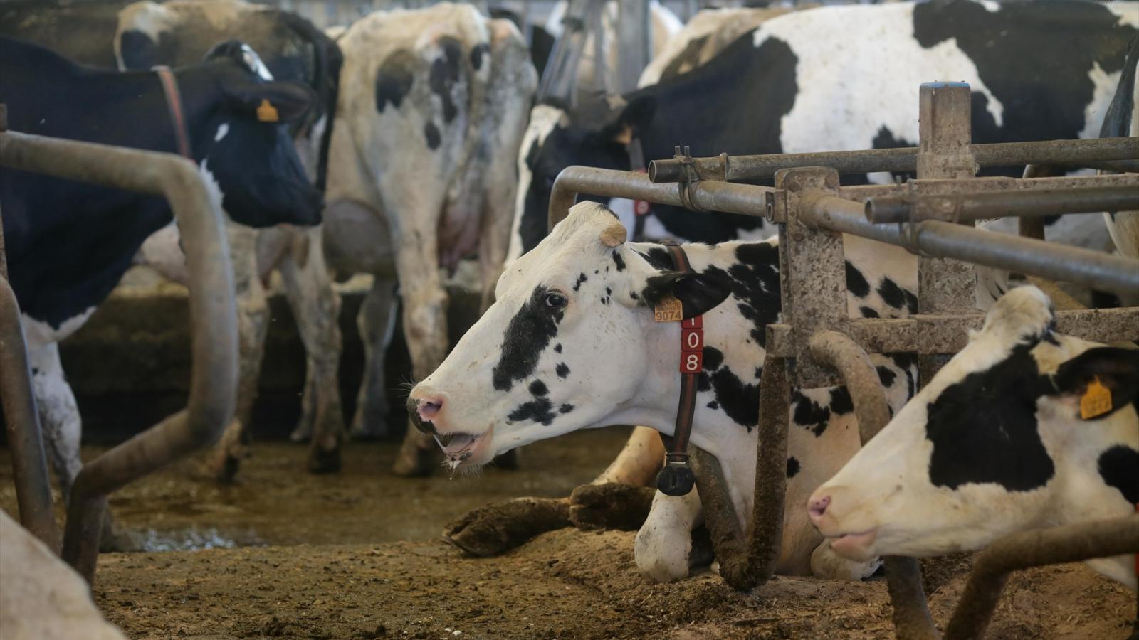 VACAS