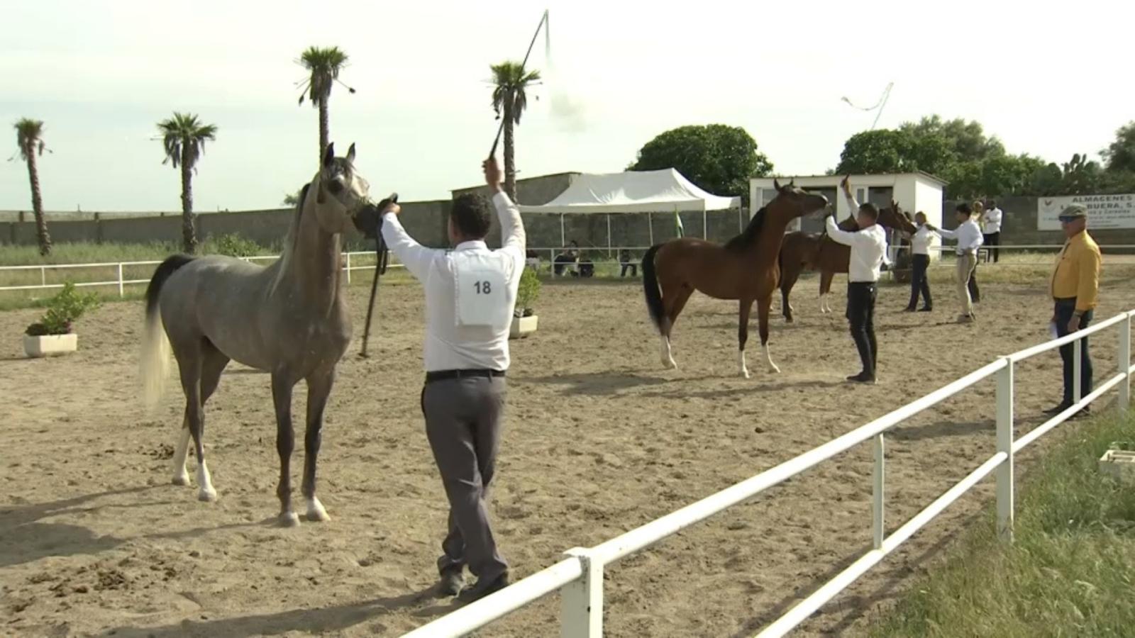 III Jornada del Caballo de Pura Raza Árabe