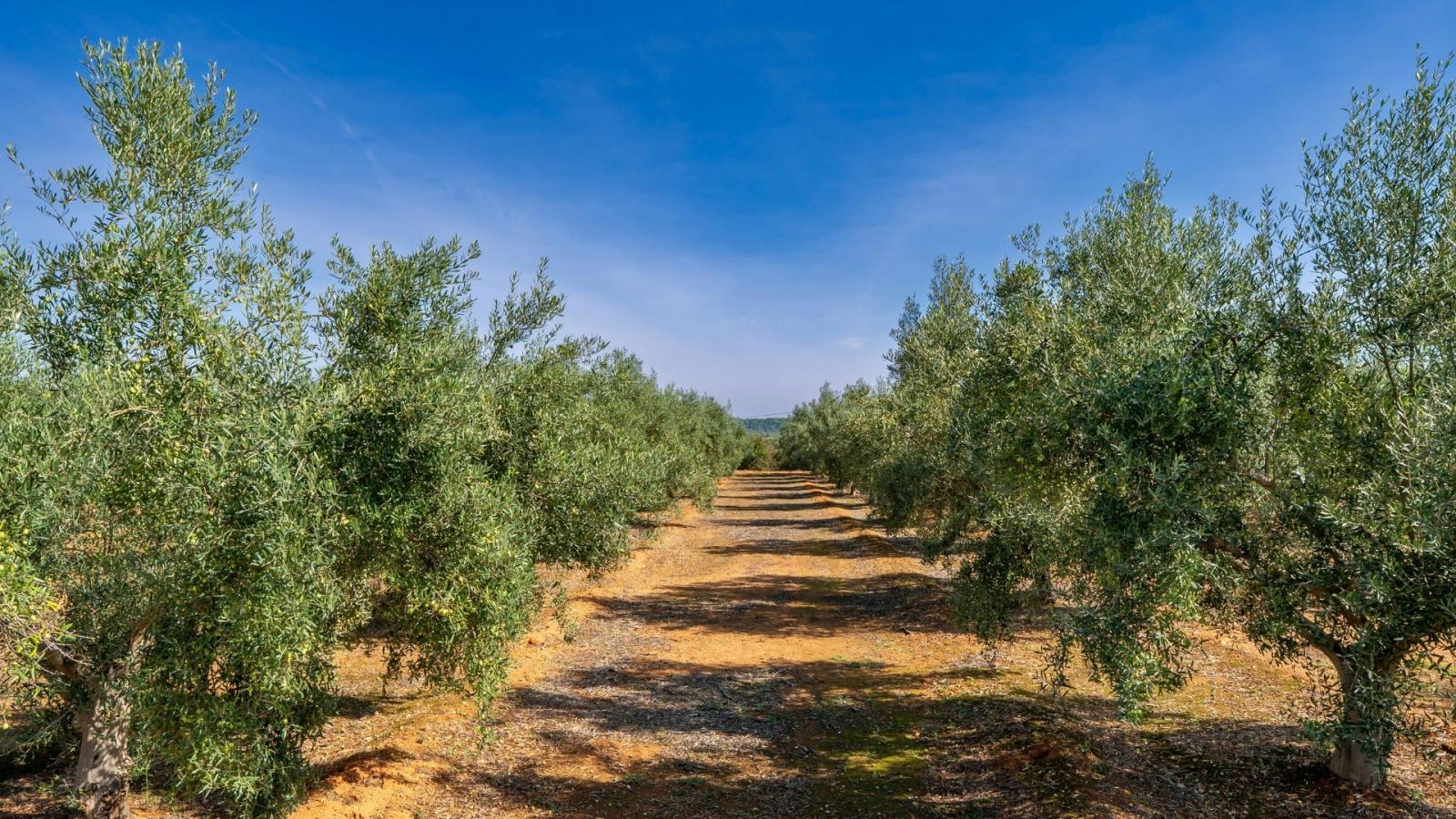 Olivar superintensivo