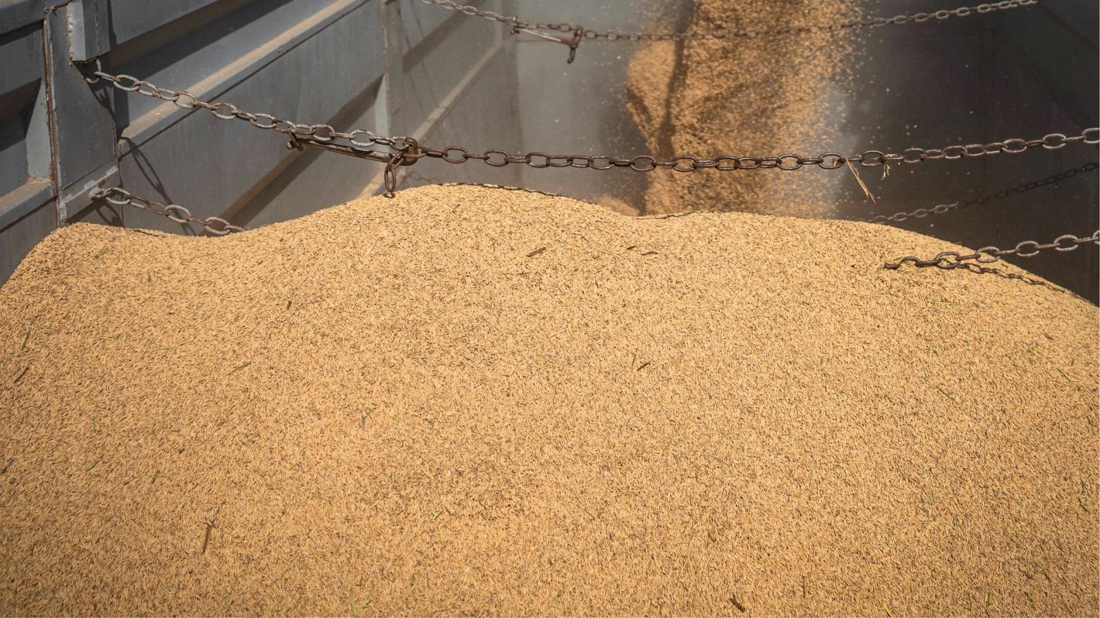 Máquinas agrícolas recolectando arroz