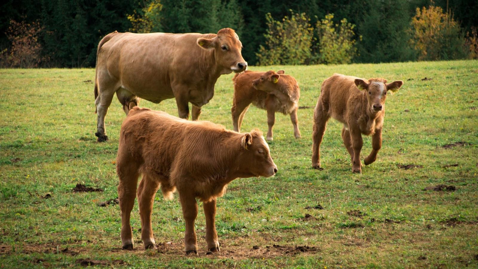 Explotación bovina