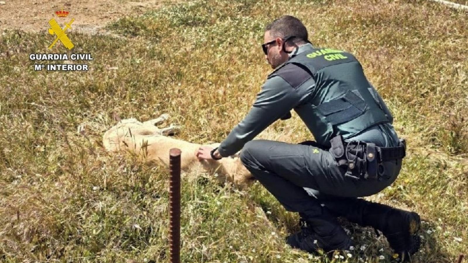 Investigación maltrato animal