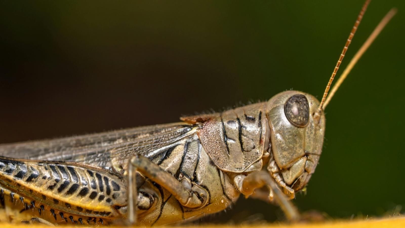 Langosta