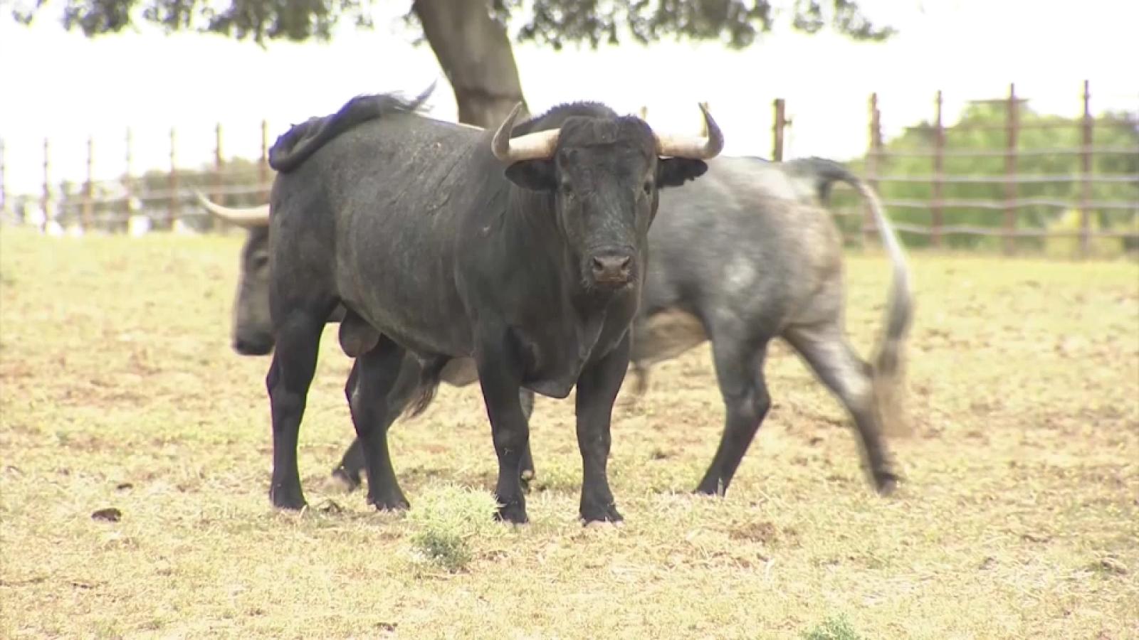 TAUROMAQUIA