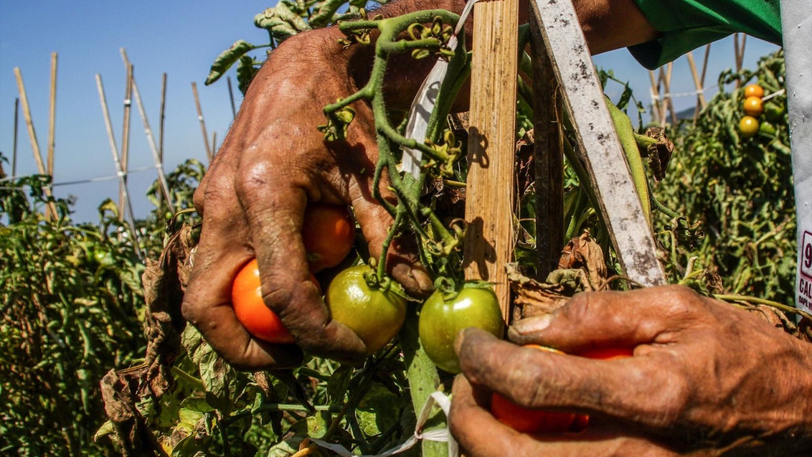 Cosecha de tomate
