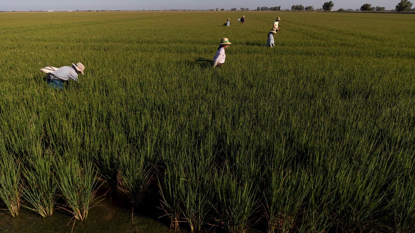 AGRICULTURA